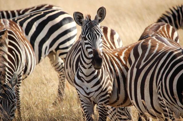<p>Tanzanie - NP Ruaha - Stádo zeber</p>