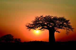 Centrální Tanzanie - Fotosafari v divočině
