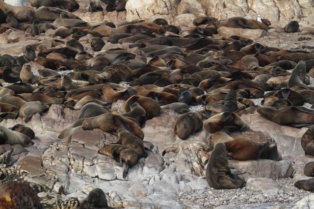 <p>Jihoafrická republika – Hout Bay - skaliska plná lachtanů</p