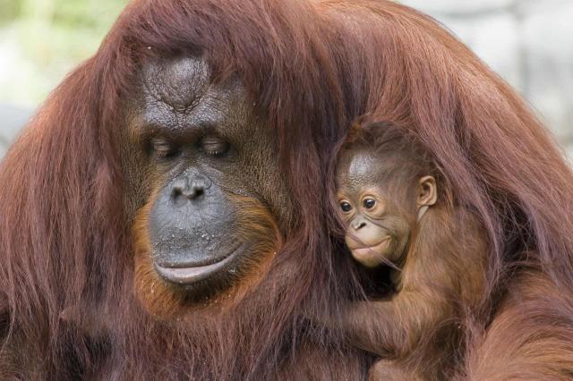 <p>Indonésie - Kalimantan - orangutani v NP Tanjung Puting</p>