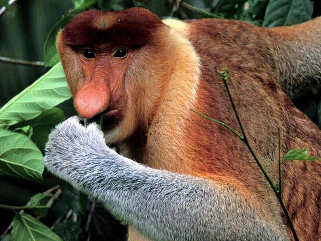 <p>Indonésie - Kalimantan - vzácný a komický kahau nosatý</p>