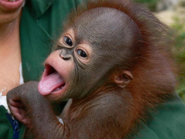 <p>Indonésie - Kalimantan - Camp Leakey - záchranné centrum</p>