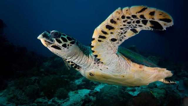 <p>Raja Ampat - bohatý život pod hladinou - foto Mikael Krister