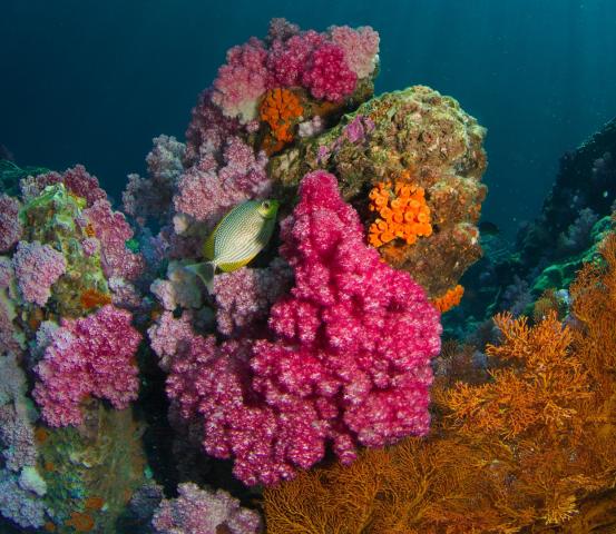 <p>Raja Ampat - podmořské korálové zahrady - foto Milos Prelevi