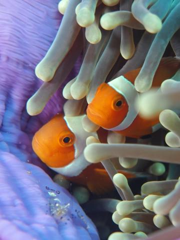 <p>Raja Ampat - život na korálovém útesu - foto Swanson Chan on