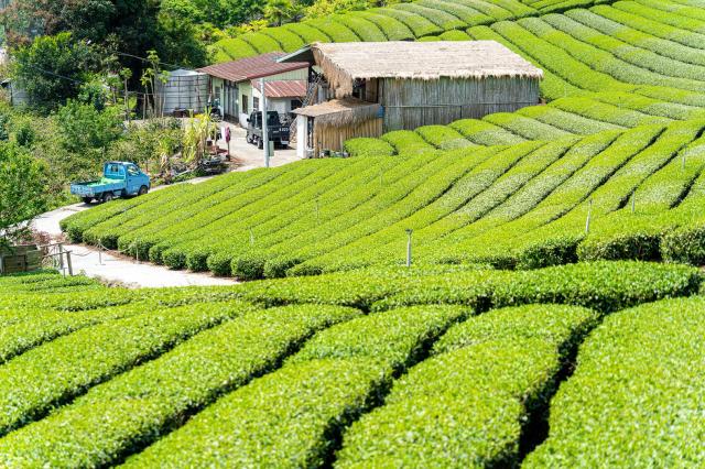 <p>Tchaj-wan – čajové plantáže v okolí Alishanu – foto Winston 