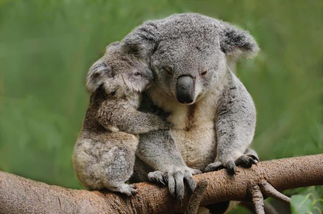 <p>Austrálie - medvídek koala</p>