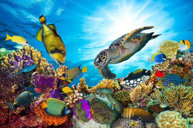 <p>Austrálie - Great Barrier Reef</p>