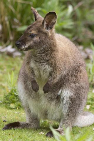 <p>Austrálie - klokan</p>