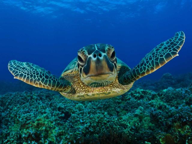 <p>Panama - Bocas del Toro - mořská želva</p>