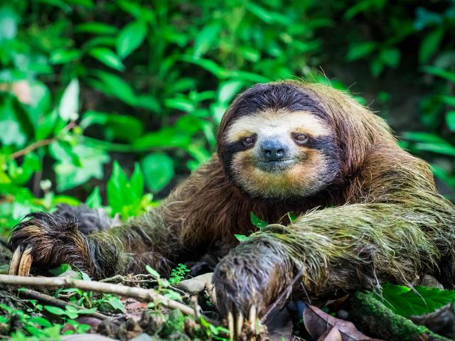 <p>Kostarika - NP Manuel Antonio - Lenochod tříprstý</p>