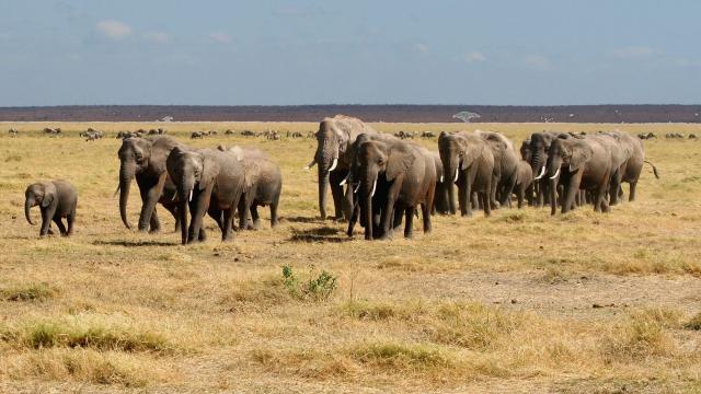 <p>Keňa - NP Amboseli - sloní pochod</p>