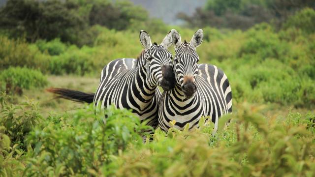 <p>Keňa - NP Amboseli  - pruhovaná láska</p>
