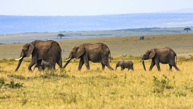 <p>Keňa - NP Tsavo - sloní rodinka</p>