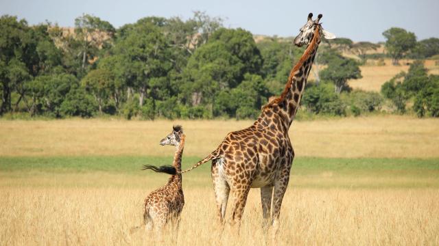 <p>Keňa - NP Amboseli  - žirafy masajské</p>