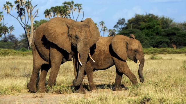 <p>Keňa - NP Tsavo East - Červení sloni</p>