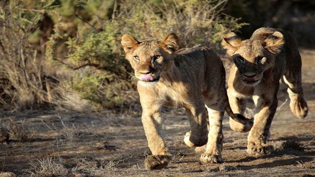 <p>Keňa - NP Tsavo East - lev africký</p>