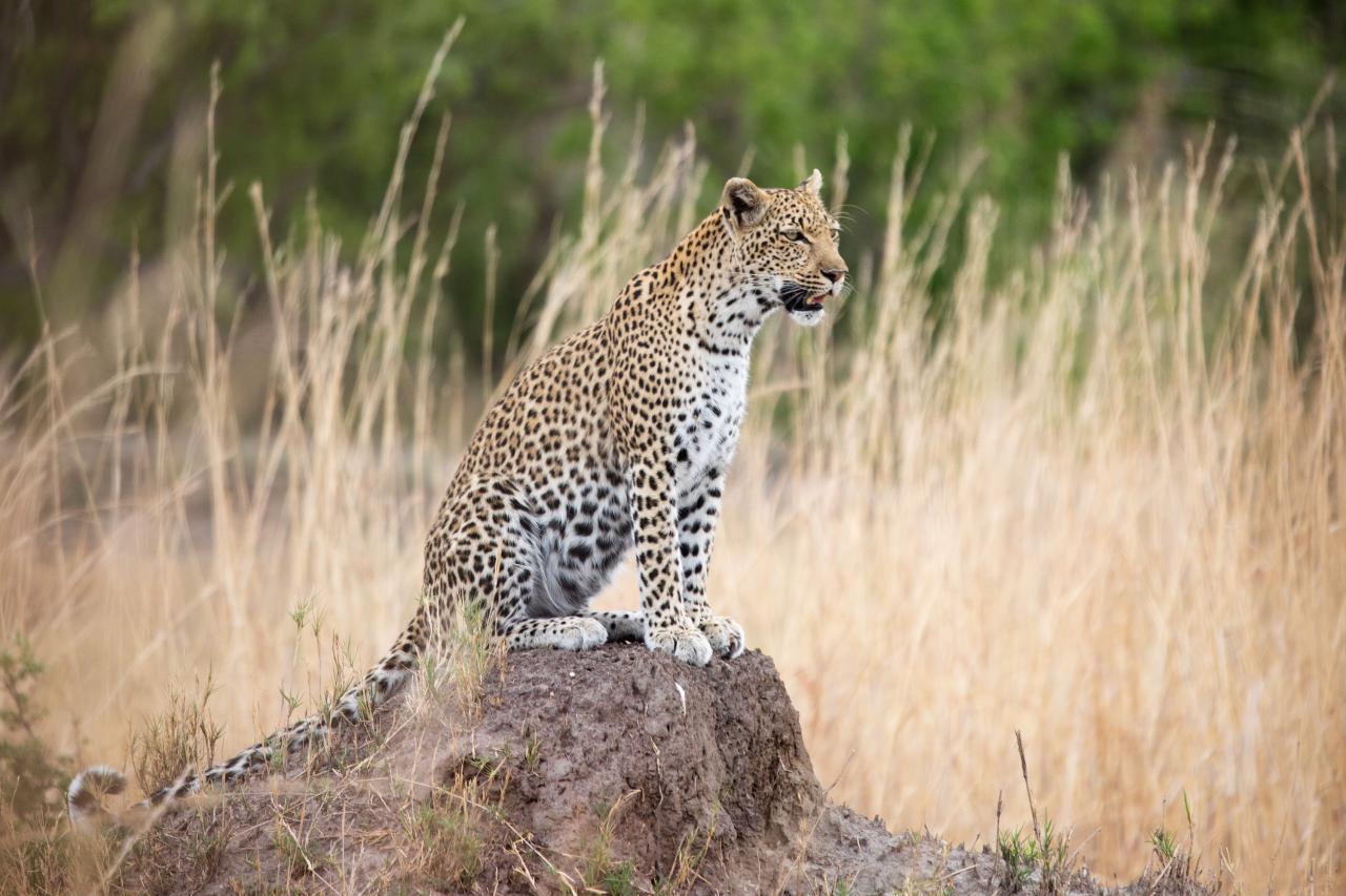 Botswana - Zimbabwe - Safari srdcem africké divočiny