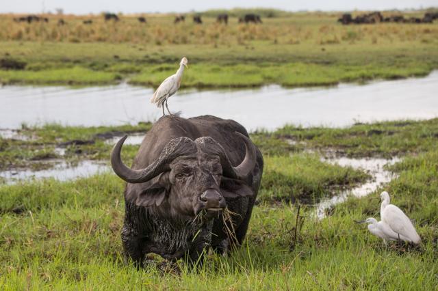 <p>Botswana - buvol na pastvě v NP Chobe - foto M. Grmolenská</