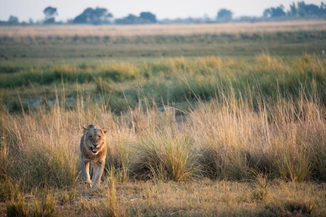 Botswana - Zimbabwe