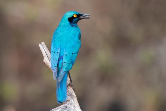 <p>Botswana - všudypřítomná leskoptev kovová - foto M. Grmolens