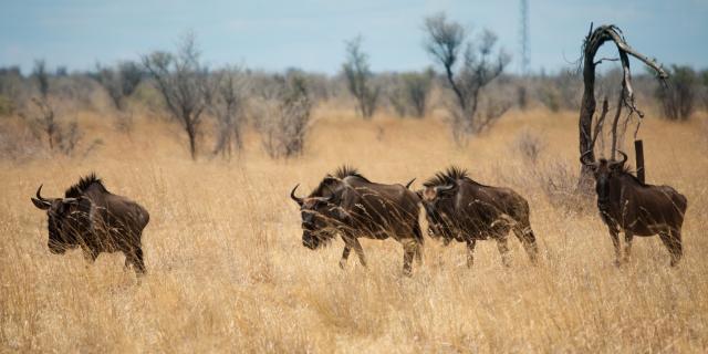 Botswana - Zimbabwe