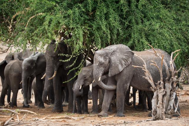 <p>Botswana - sloni v NP Chobe - foto M. Grmolenská</p>