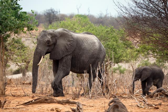 <p>Botswana - sloni v NP Chobe - foto M. Grmolenská</p>