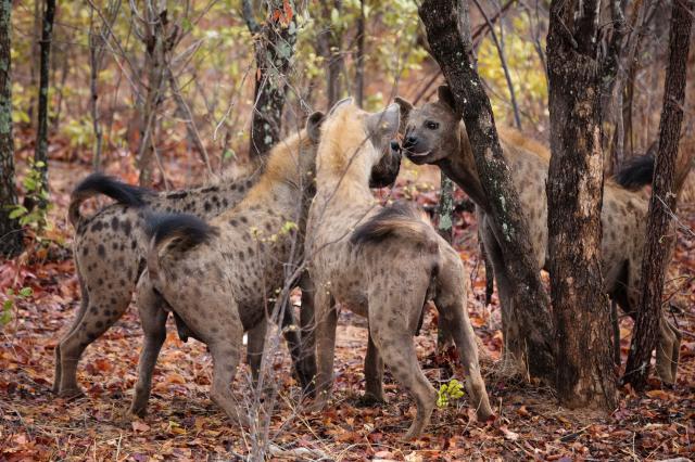 <p>Zimbabwe - hyeny skvrnité v NP Zambezi - foto M. Grmolenská<