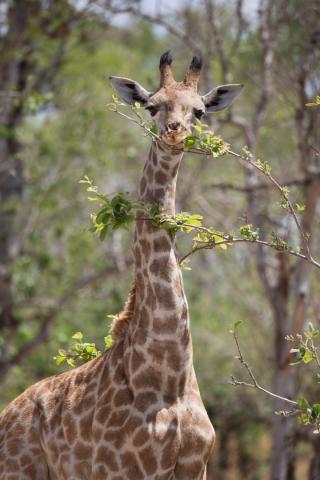 Botswana - Zimbabwe