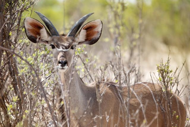 <p>Botswana - delta Okavanga - zvědavá samice kudu velkého - fo