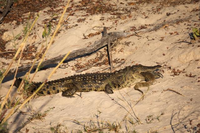 <p>Zimbabwe - krokodýl s kořistí na břehu Zambezi - foto M. Grm