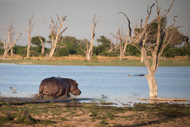 <p>Botswana - hroch se utíká schovat do jezera v oblasti Moremi