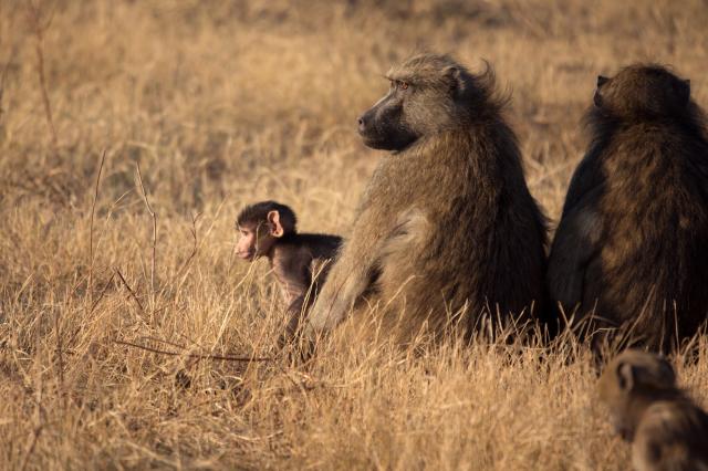 Botswana - Zimbabwe