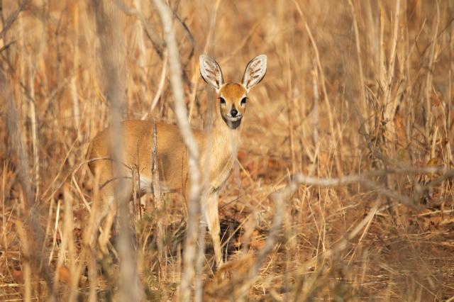 <p>Botswana - antilopa travní v deltě Okavanga - foto M. Grmole