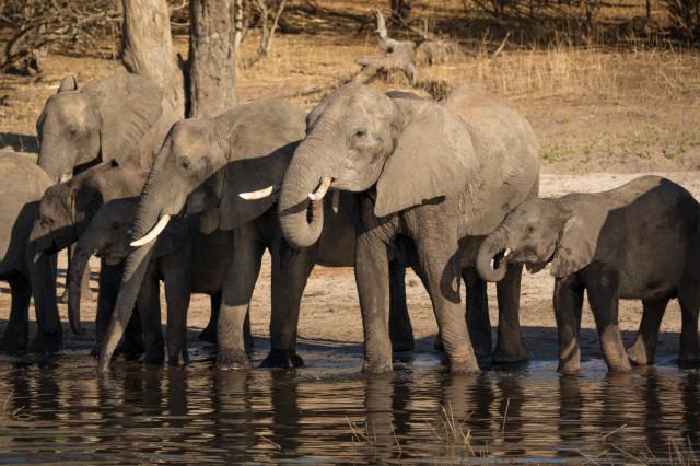<p>Botswana - sloni u řeky Chobe - foto M. Grmolenská</p>