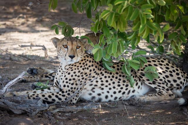 <p>Botswana - gepard v oblasti Moremi - foto M. Grmolenská</p>