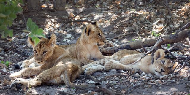 <p>Botswana - lvíčata v deltě Okavanga - foto M. Grmolenská</p>