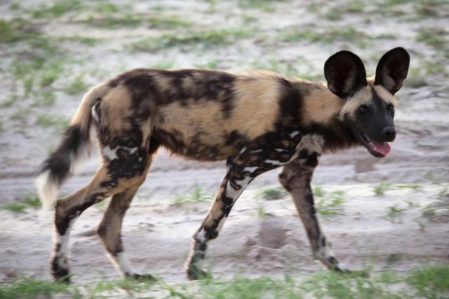 <p>Botswana - pes hyenovitý v oblasti Moremi - foto M. Grmolens