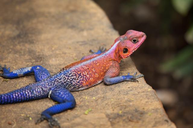 <p>Keňa - agama v rezervaci Shaba - foto M. Grmolenská</p>