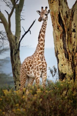 <p>Keňa - blízké setkání se žirafou v NP Naivasha - foto M. Grm