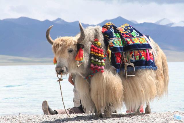 <p>Tibet - jak u jezera Jamdrok Tso</p>