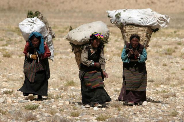 <p>Tibet - okolí Shigatse - práce místních obyvatel</p>