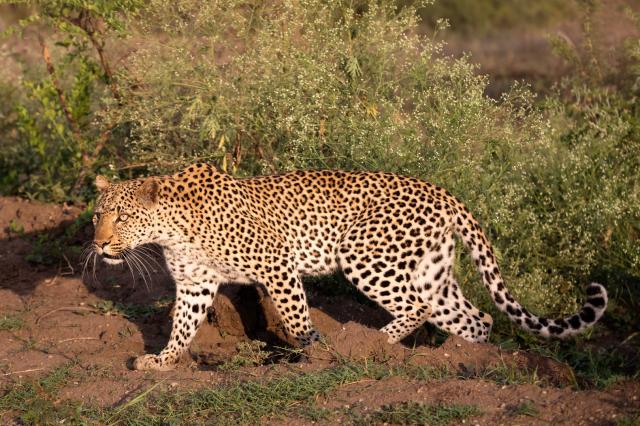 <p>Uganda - levhart v NP Queen Elizabeth - foto M. Grmolenská</