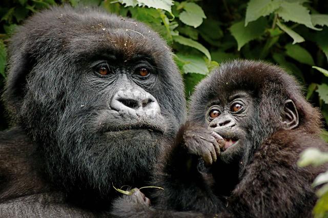 <p>Uganda - Gorily v NP Bwindi</p>