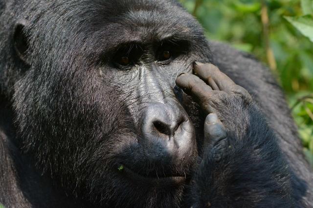 <p>Uganda - Zamyšlená gorila v NP Bwindi</p>