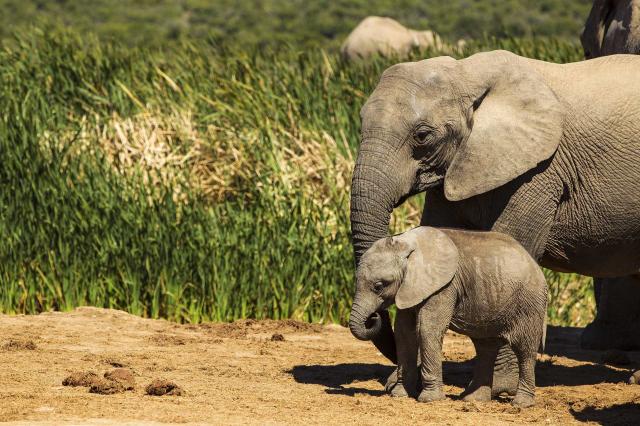 <p>Uganda - NP Murchison Falls - Sloní rodina</p>