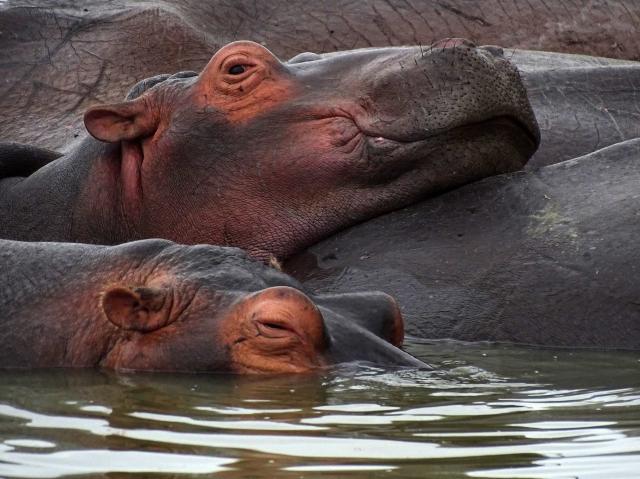 <p>Uganda - Koupání hrochů v Kazinze</p>