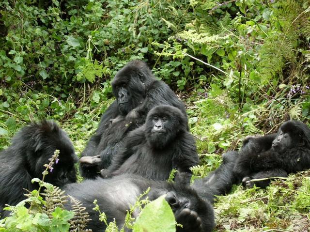 <p>Uganda - Horské gorily v NP Bwindi</p>