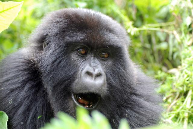 <p>Uganda - Vůdce rodiny silverback v NP Bwindi</p>